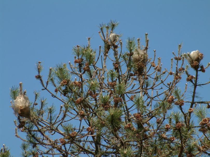 thaumetopoea_pityocampa_nest_-_france_1