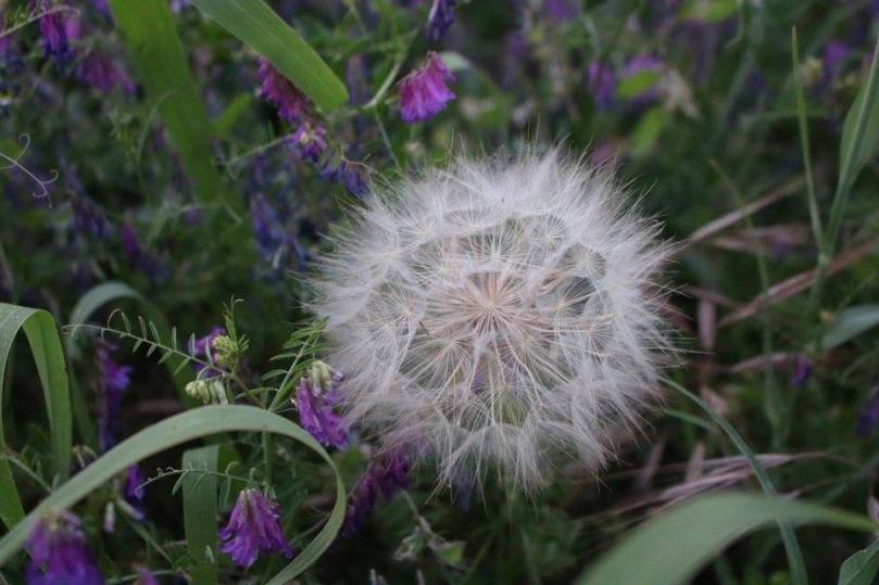 animali della notte 5