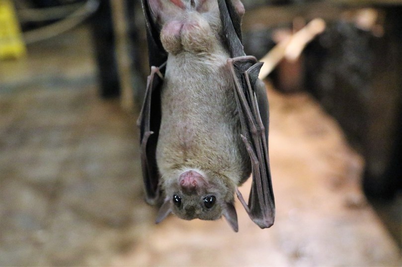 fruit-bat-1582189_960_720