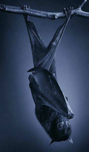 locandina Zannato ottobre.jpg