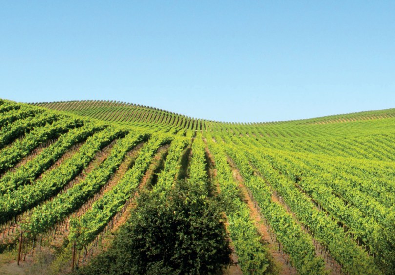 Brochure Comitato Festa del Vino 2018 V_23 Singole-1